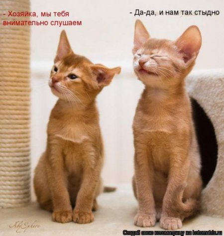 Посмотри котомашки - зарядись позитивом