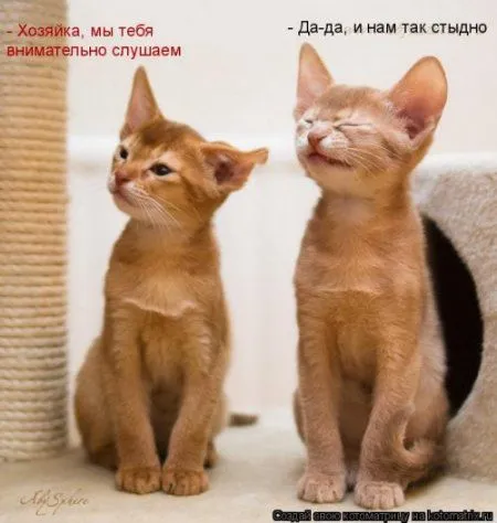 Посмотри котомашки - зарядись позитивом