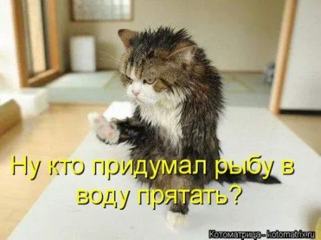 Посмотри котомашки - зарядись позитивом