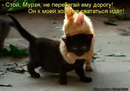 Посмотри котомашки - зарядись позитивом
