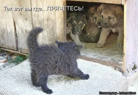 Посмотри котомашки - зарядись позитивом
