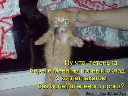 Посмотри котомашки - зарядись позитивом