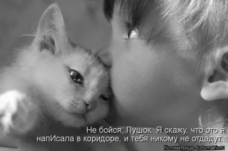 Посмотри котомашки - зарядись позитивом