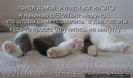 Посмотри котомашки - зарядись позитивом