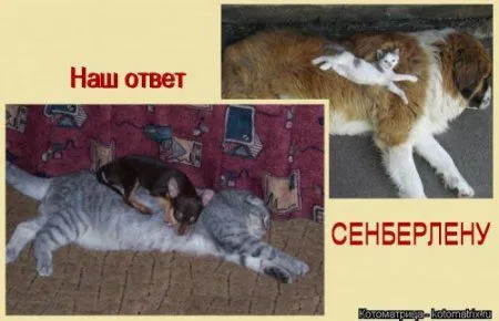 Посмотри котомашки - зарядись позитивом