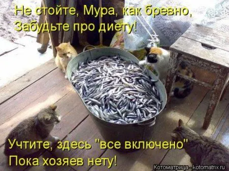 Посмотри котомашки - зарядись позитивом