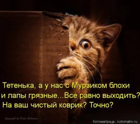 Посмотри котомашки - зарядись позитивом