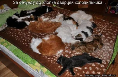 Посмотри котомашки - зарядись позитивом