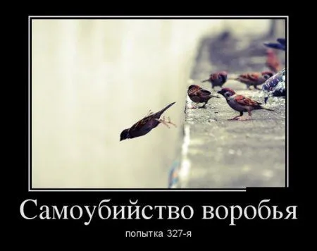 Любимые, как всегда, демотиваторы