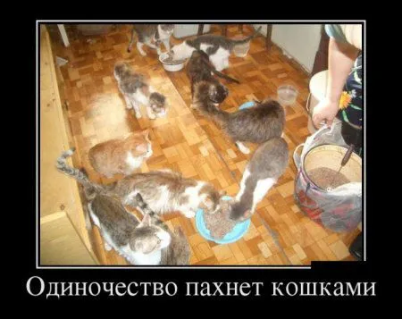 Любимые, как всегда, демотиваторы