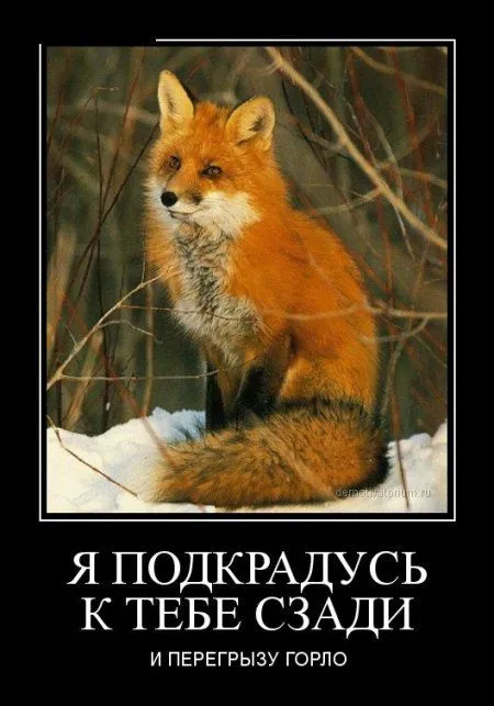 Любимые, как всегда, демотиваторы