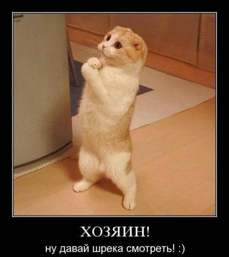 Демотиваторы с Животными