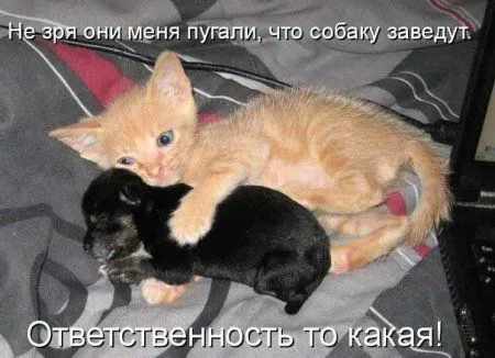 Да живите вы, как кошка с собакой