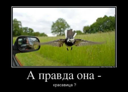 Демотиваторы только позитив. Демотиваторы только позитив.