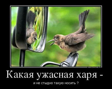 Демотиваторы только позитив. Демотиваторы только позитив.
