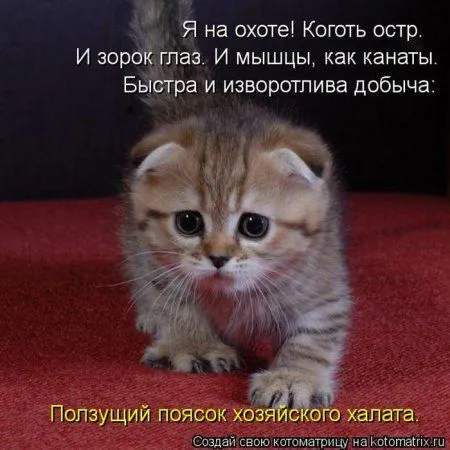 Котоматрица недели