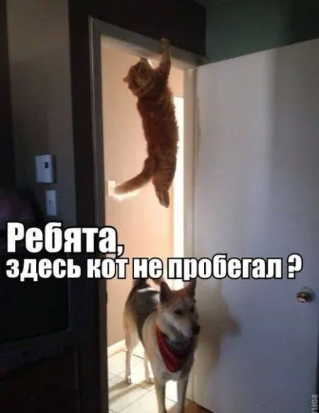 Прикольные картинки как всегда Прикольные картинки как всегда
