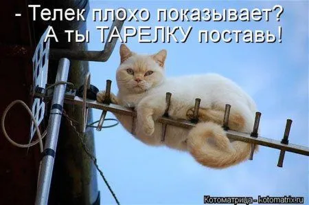 Котомашки к выходным