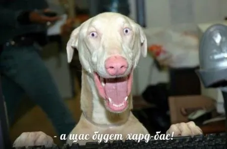 Прикольные картинки с животными