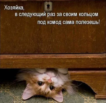 Прикольные картинки с животными