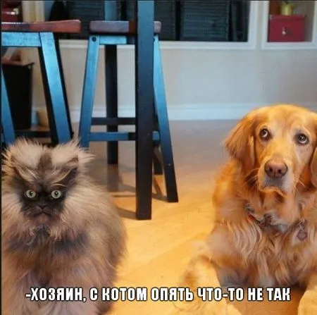 Прикольные картинки с животными