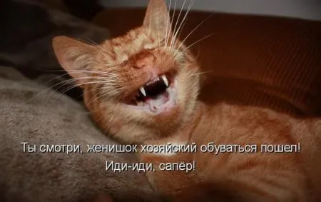 Прикольные картинки с животными