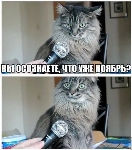 Прикольные картинки с животными