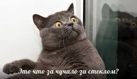 Прикольные картинки с животными