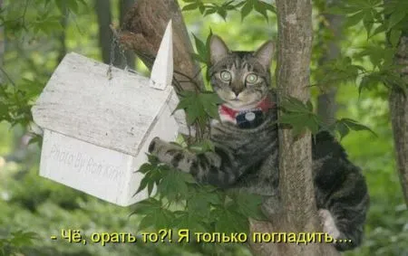 Прикольные картинки с животными