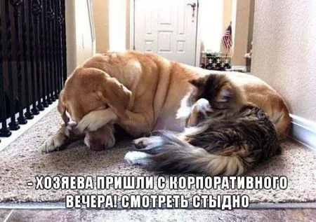 Прикольные картинки с животными