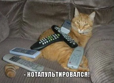 Прикольные картинки с животными