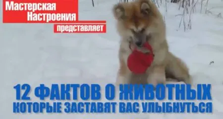 12 Фактов о животных которые заставят вас улыбнуться