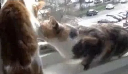 Спасение кота от суицида