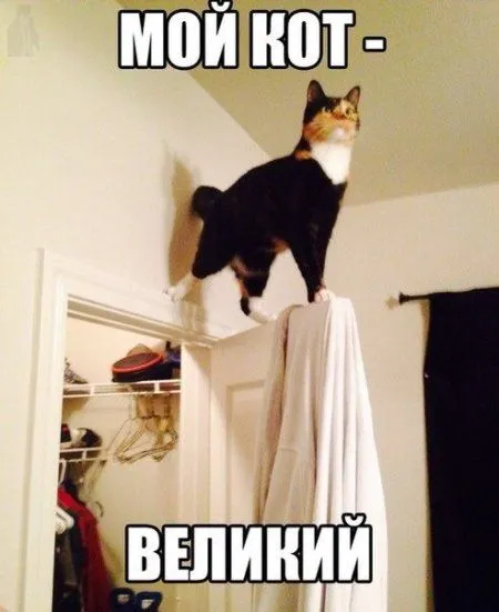 Без юмора живут только глупые