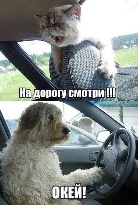 Без юмора живут только глупые