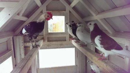 Фото приколы сделают позитивным твое утро