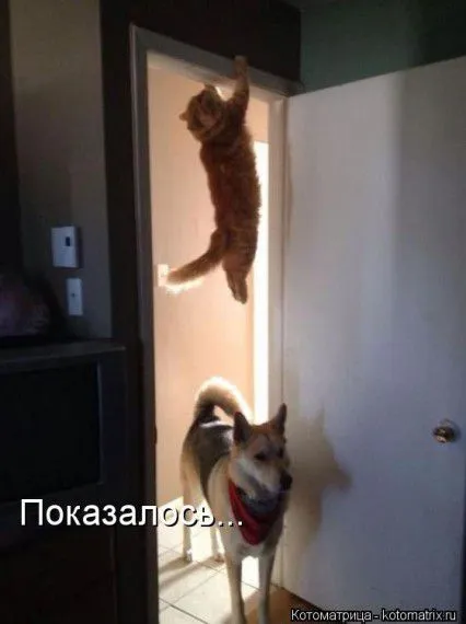 Котоматрица, кошачьи фото приколы