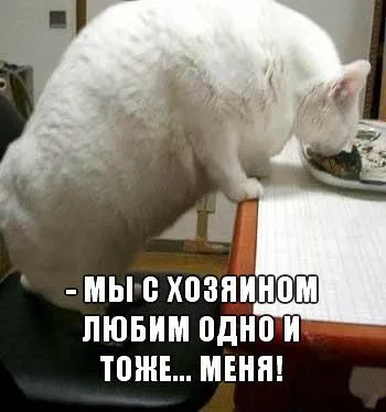 Прикольные картинки с животными Прикольные картинки с животными