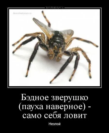В пятницу-да наши да демотиваторы