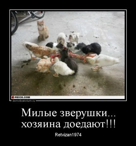 В пятницу-да наши да демотиваторы