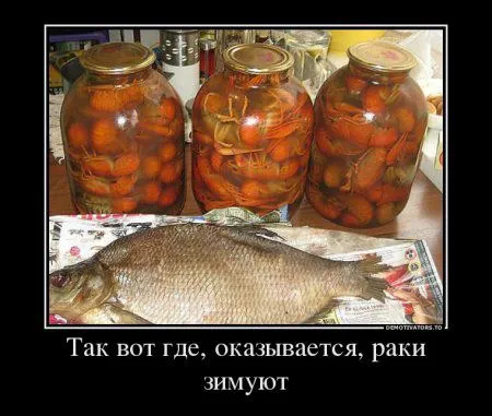 Демотиваторы прикольные как всегда