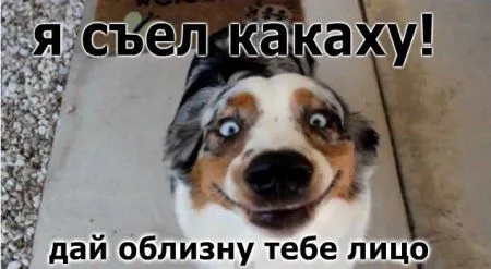 Смотри прикольные картинки, спасай мандаринки