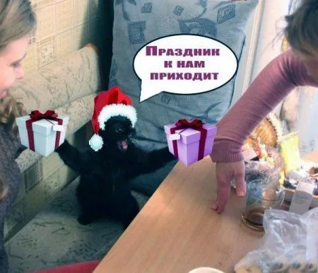 Очень опасный кот, коллекция фотожаб