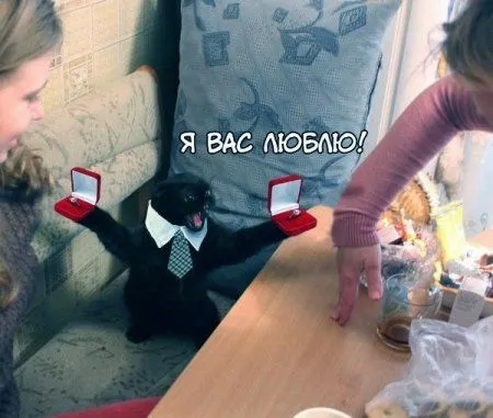 Очень опасный кот, коллекция фотожаб