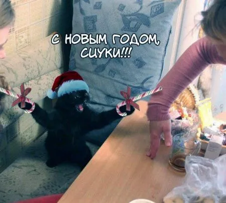 Очень опасный кот, коллекция фотожаб