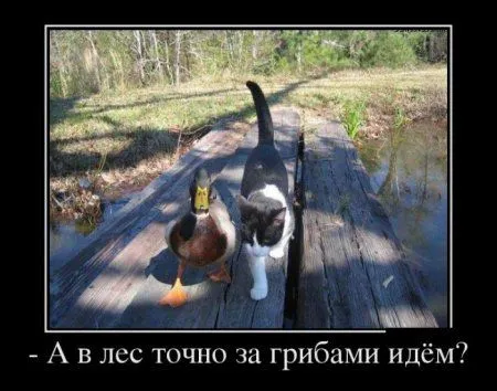 Демотиваторы + веселые картинки