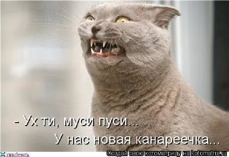 Котоматрицы прикольные не скучаем