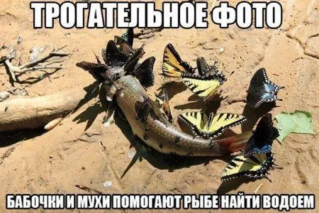 Пост с фото приколами Пост с фото приколами