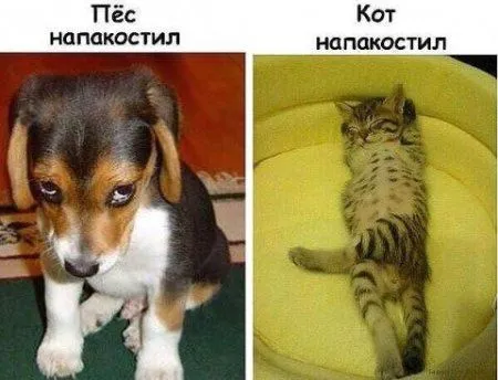Позитивная подборка на ночь глядя