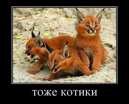Предлогаю посмотреть новые и смешные демотиваторы, а что с ними еще делать Предлогаю посмотреть новые и смешные демотиваторы, а что с ними еще делать